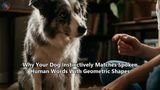 Why Your Dog Instinctively Matches Spoken Human Words With Geometric Shapes