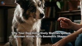 Why Your Dog Instinctively Matches Spoken Human Words With Geometric Shapes