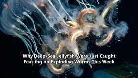 Why Deep-Sea Jellyfish Were Just Caught Feasting on Exploding Worms This Week