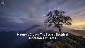 Nature’s Crown: The Secret Electrical Discharges of Trees