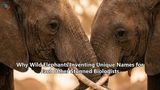 Why Wild Elephants Inventing Unique Names for Each Other Stunned Biologists