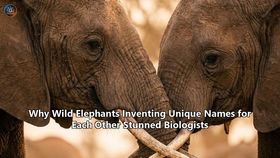 Why Wild Elephants Inventing Unique Names for Each Other Stunned Biologists