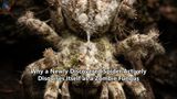 Why a Newly Discovered Spider Actively Disguises Itself as a Zombie Fungus