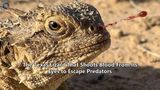 The Texas Lizard That Shoots Blood From Its Eyes to Escape Predators