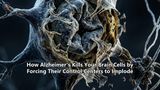 How Alzheimer's Kills Your Brain Cells by Forcing Their Control Centers to Implode