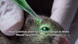 How Scientists Used Spinach Eye Drops to Make Mouse Eyes Perform Photosynthesis