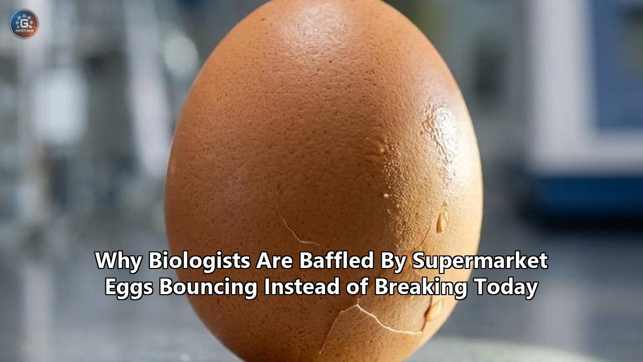 Why Biologists Are Baffled By Supermarket Eggs Bouncing Instead of Breaking Today
