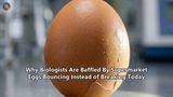 Why Biologists Are Baffled By Supermarket Eggs Bouncing Instead of Breaking Today