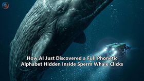 How AI Just Discovered a Full Phonetic Alphabet Hidden Inside Sperm Whale Clicks