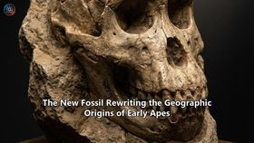 The New Fossil Rewriting the Geographic Origins of Early Apes