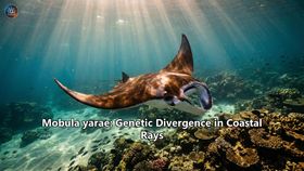 Mobula yarae: Genetic Divergence in Coastal Rays