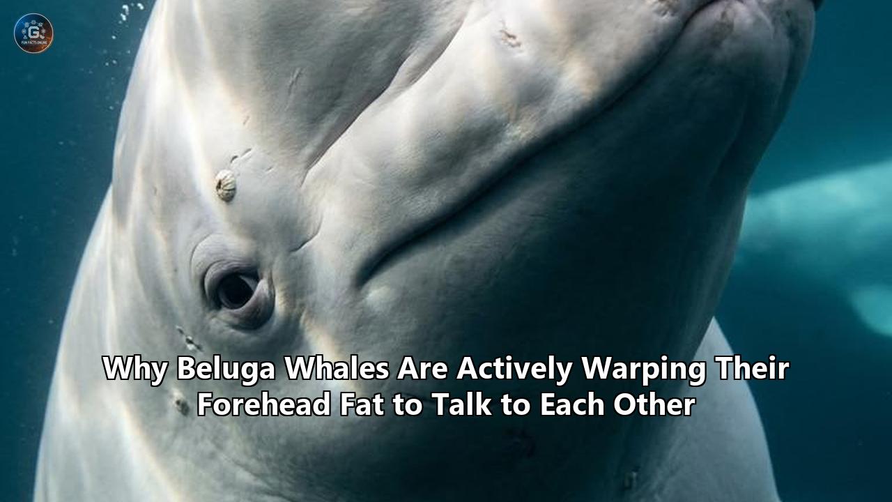 Why Beluga Whales Are Actively Warping Their Forehead Fat to Talk to Each Other