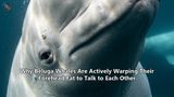 Why Beluga Whales Are Actively Warping Their Forehead Fat to Talk to Each Other