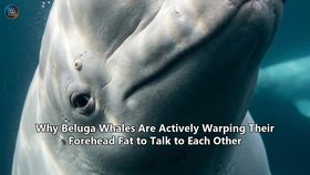 Why Beluga Whales Are Actively Warping Their Forehead Fat to Talk to Each Other