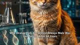 Why Orange Cats Are Almost Always Male Was Just Solved After 60 Years