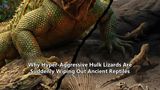 Why Hyper-Aggressive Hulk Lizards Are Suddenly Wiping Out Ancient Reptiles
