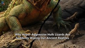 Why Hyper-Aggressive Hulk Lizards Are Suddenly Wiping Out Ancient Reptiles
