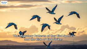 The Migratory Patterns of Key Bird Species and the Risk of Bird Strikes