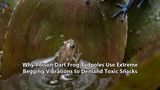 Why Poison Dart Frog Tadpoles Use Extreme Begging Vibrations to Demand Toxic Snacks