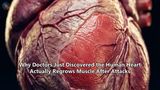 Why Doctors Just Discovered the Human Heart Actually Regrows Muscle After Attacks