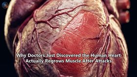Why Doctors Just Discovered the Human Heart Actually Regrows Muscle After Attacks
