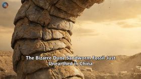 The Bizarre Dune Sandworm Fossil Just Unearthed in China