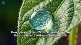 How Spraying Crops With Natural MicroRNA Boosts Harvests Without Changing DNA