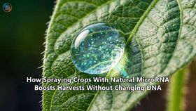 How Spraying Crops With Natural MicroRNA Boosts Harvests Without Changing DNA