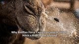 Why Botflies Force Camels to Sneeze Just to Hitch a Ride to the Ground