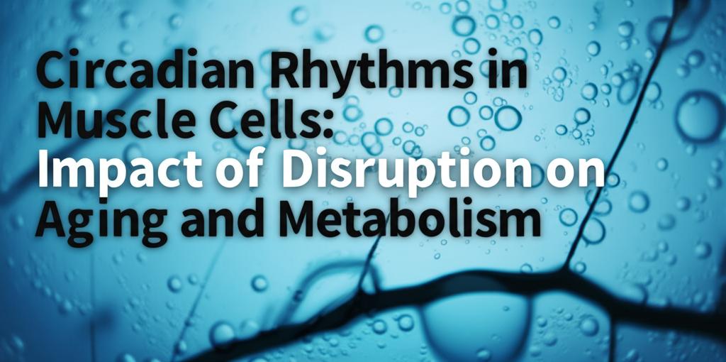 Circadian Rhythms in Muscle Cells: Impact of Disruption on Aging and Metabolism