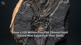 How a 520 Million Year Old Chinese Fossil Solved How Squid Lost Their Shells