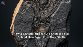 How a 520 Million Year Old Chinese Fossil Solved How Squid Lost Their Shells