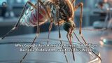 Why Google Just Asked to Release 64 Million Bacteria-Riddled Mosquitoes This Week