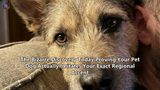 The Bizarre Discovery Today Proving Your Pet Dog Actually Imitates Your Exact Regional Accent