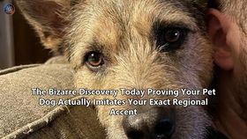 The Bizarre Discovery Today Proving Your Pet Dog Actually Imitates Your Exact Regional Accent