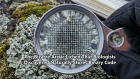 The Bizarre Arctic Lichen That Biologists Discovered Naturally Stores Binary Code