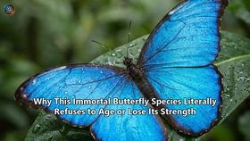 Why This Immortal Butterfly Species Literally Refuses to Age or Lose Its Strength