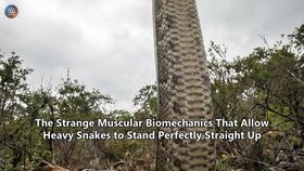 The Strange Muscular Biomechanics That Allow Heavy Snakes to Stand Perfectly Straight Up