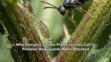 Why Everyday Garden Plants Secretly Call In Predator Bodyguards When Attacked