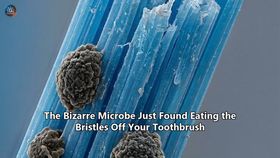 The Bizarre Microbe Just Found Eating the Bristles Off Your Toothbrush