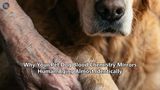 Why Your Pet Dog Blood Chemistry Mirrors Human Aging Almost Identically