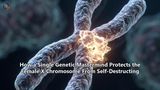 How a Single Genetic Mastermind Protects the Female X Chromosome From Self-Destructing
