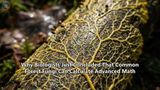 Why Biologists Just Concluded That Common Forest Fungi Can Calculate Advanced Math