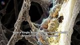 How a Single Bone Receptor Switch Could Reverse Severe Osteoporosis