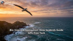 Bio-Inspired Navigation: How Seabirds Guide GPS-Free Tech