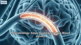 Neurobiology: Sugar Coating on Brain Blood Vessels