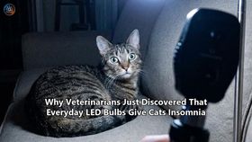 Why Veterinarians Just Discovered That Everyday LED Bulbs Give Cats Insomnia