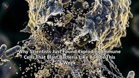 Why Scientists Just Found Exploding Immune Cells That Blast Bacteria Like Bombs This Week