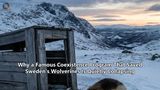 Why a Famous Coexistence Program That Saved Sweden's Wolverines Is Quietly Collapsing