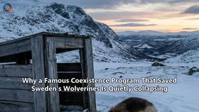 Why a Famous Coexistence Program That Saved Sweden's Wolverines Is Quietly Collapsing